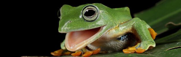 10 fonctionnalités méconnues de Screaming Frog